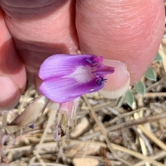 Astragalus missouriensis
