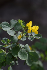 Coronilla valentina