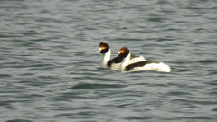 Podiceps gallardoi