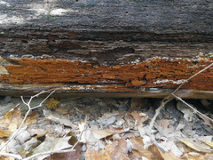 Botryobasidium simile