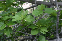 Ficus carica