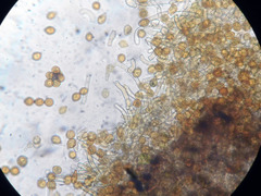 Botryobasidium simile