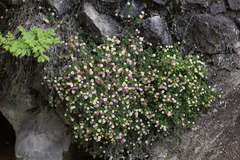 Erigeron karvinskianus