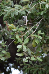 Quercus ilex