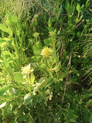 Borrichia frutescens