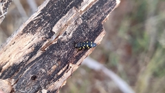 Acmaeodera signifera varicolor