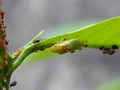 Gypona melanota