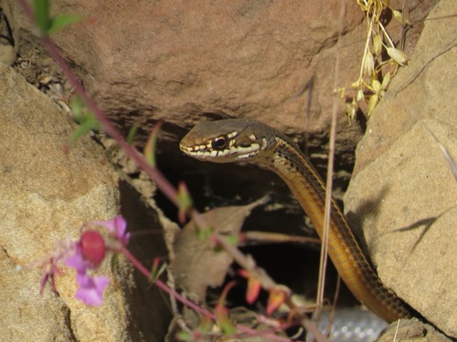 iNaturalist observation photo of California Striped Racer