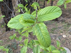 Frangula betulifolia