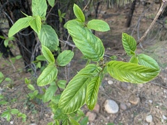 Frangula betulifolia