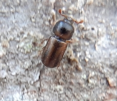 Trypodendron