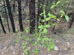 Frangula betulifolia