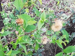 Chromolaena bigelovii
