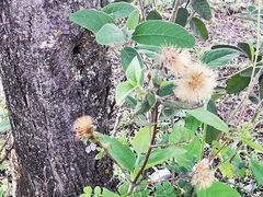 Chromolaena bigelovii