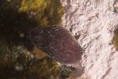Alcyonidium nodosum