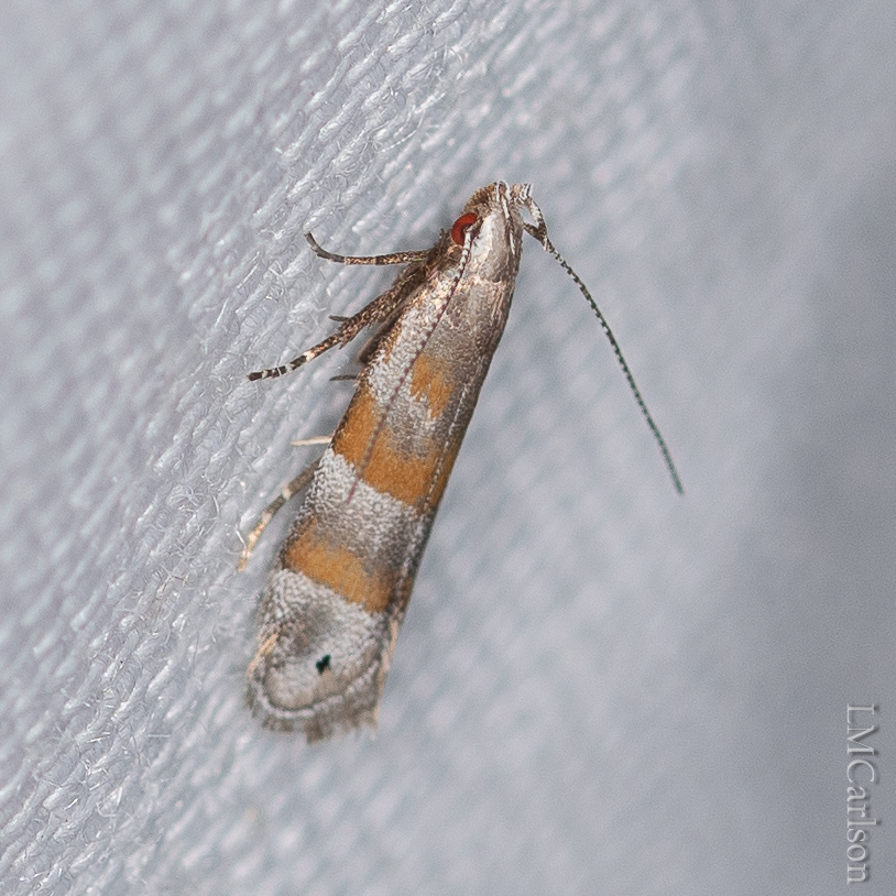 Orange Stripe-backed Moth