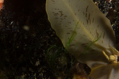 Sargassum incisifolium