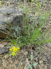 Stachys angustifolia