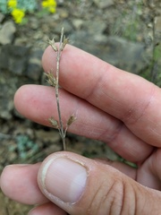 Stachys angustifolia