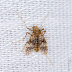 Psectrotanypus dyari