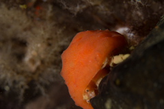 Pseudodromia latens