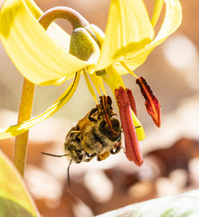 Andrena erythronii