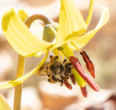 Andrena erythronii