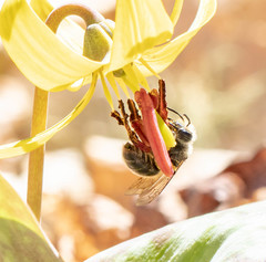 Andrena erythronii