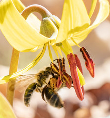 Andrena erythronii