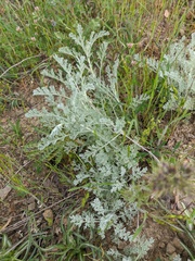 Artemisia fragrans