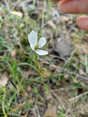 Papaver albiflorum