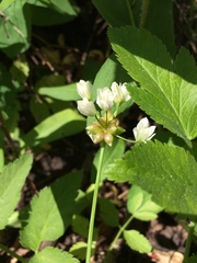 Allium geyeri tenerum