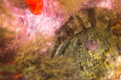 Haliotis spadicea
