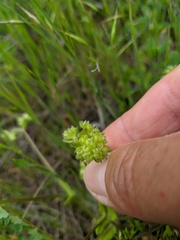 Valerianella turgida