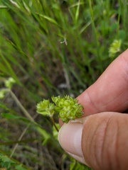 Valerianella turgida