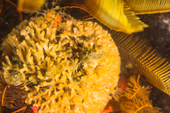 Gigantopora polymorpha