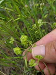 Valerianella turgida