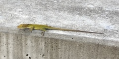 Anolis carolinensis