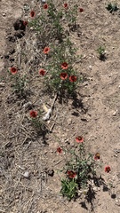 Gaillardia amblyodon