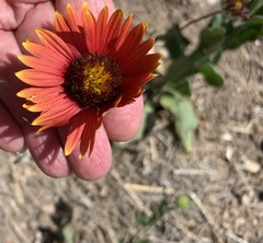 Gaillardia amblyodon