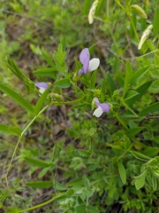 Vicia bithynica