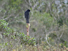 Knipolegus nigerrimus