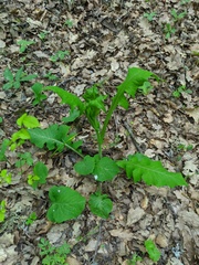 Lapsana communis intermedia