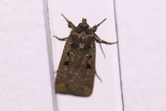 Parabagrotis