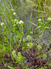 Trifolium leucanthum