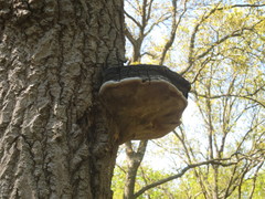 Phellinus populicola
