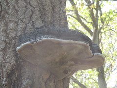 Phellinus populicola