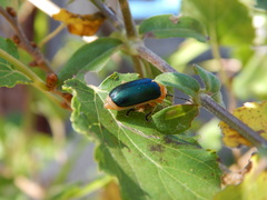 Coleoptera