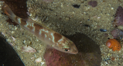 Spondyliosoma emarginatum