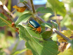 Coleoptera